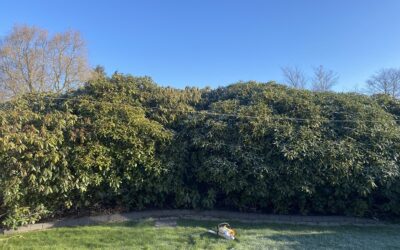 Stubfræsning og Rodfræsning i Brørup – Fjernelse af Rododendron i Brørup