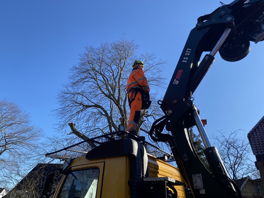 Træfældning med stubfræsning og genpantning i Marselisborg ved Århus