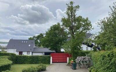 Træfældning, inklusive stubfræsning, oprydning og genplantning på Strandmøllevej i Kolding i bydelen Marielundskoven