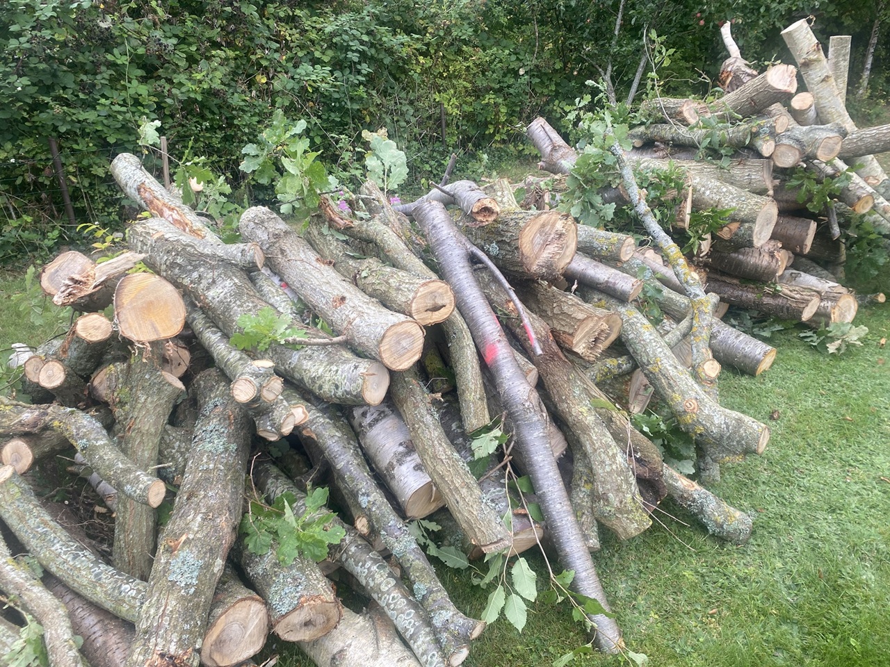 traefaeldning-hundested-braendestykker