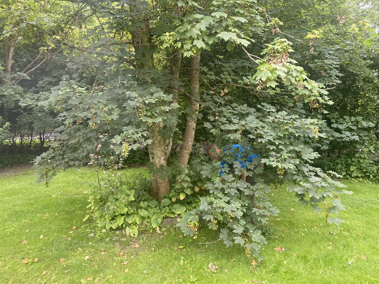 udtynding-og-traebeskaering-i-privat-have-hoersholm-nordsjaelland-dansk-haveservice-