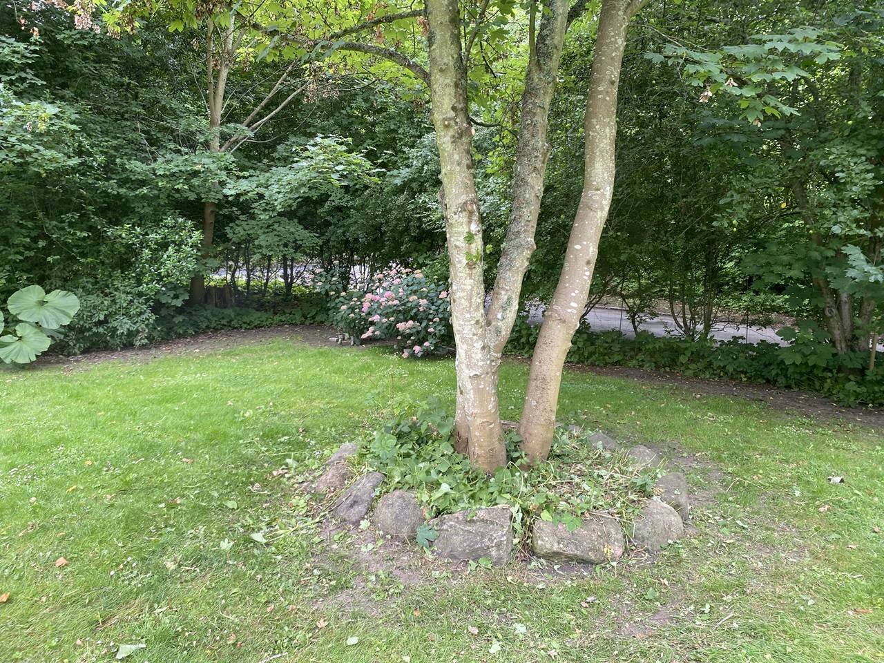 beskaering-af-traeer-og-havepleje-i-hoersholm-nordsjaelland-dansk-haveservice-