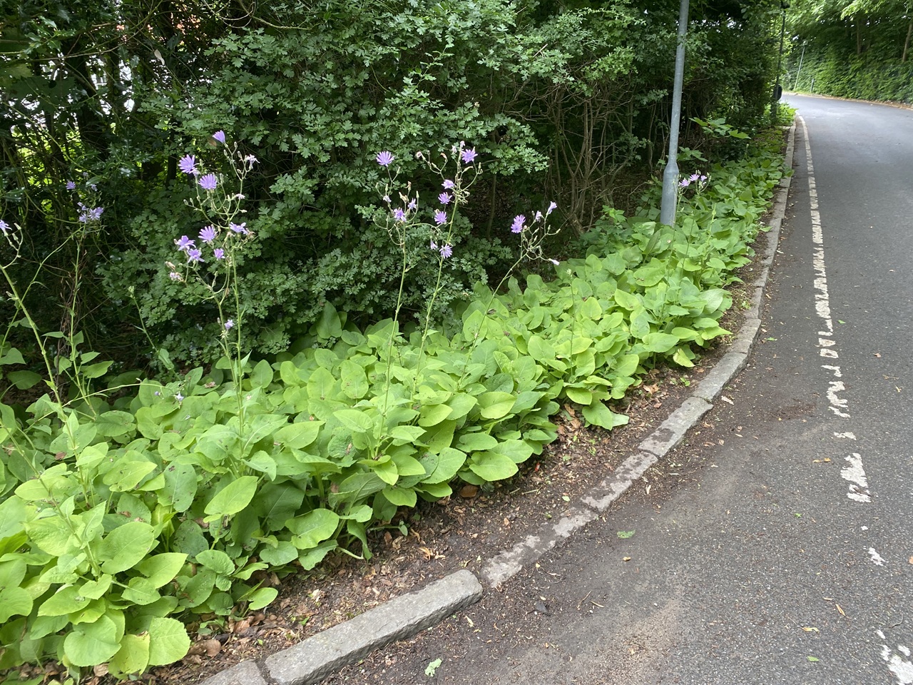 professionel-rensning-af-vejside-og-staudebed-i-hoersholm-nordsjaelland-dansk-haveservice-