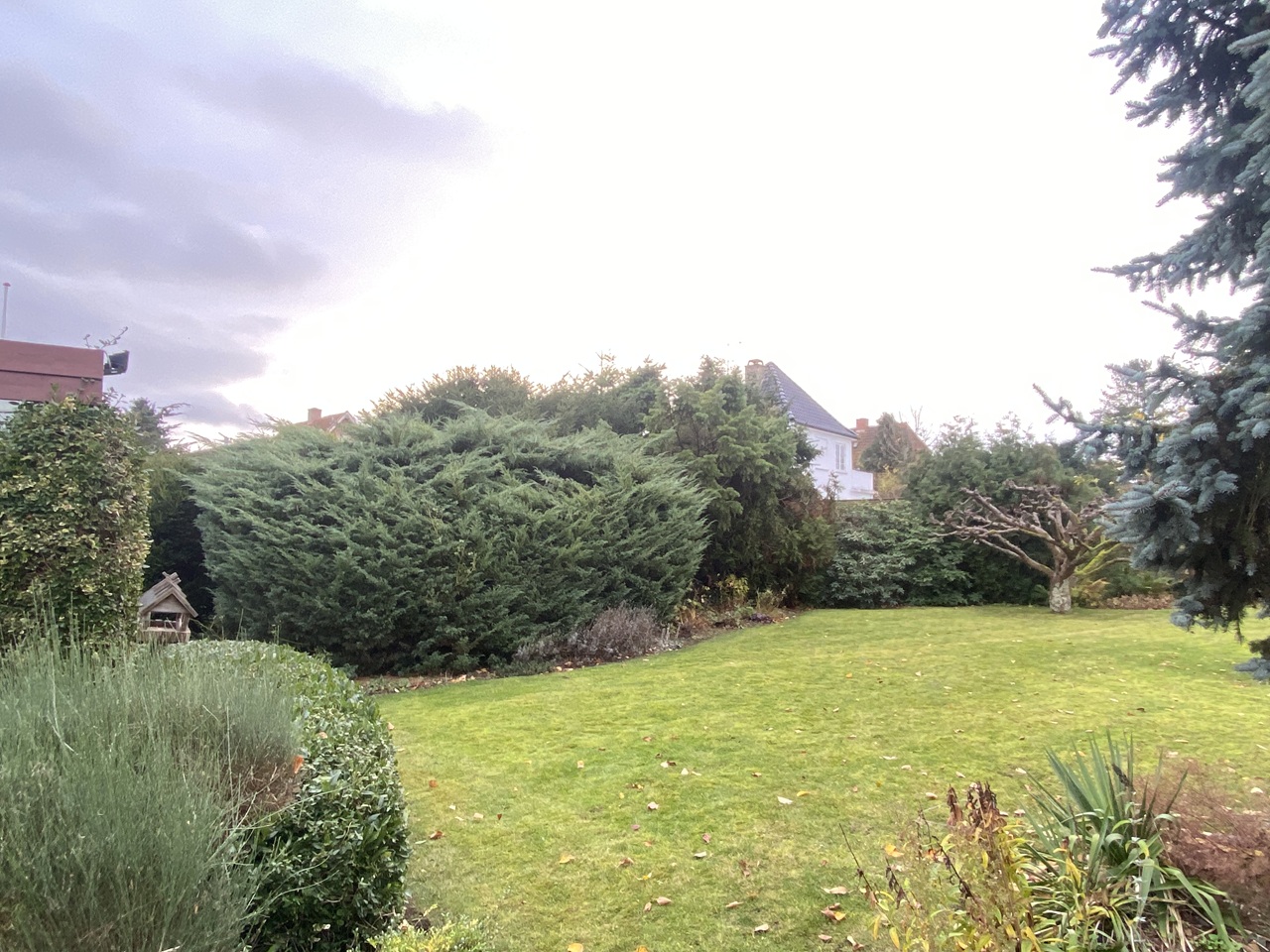 haveservice-Emdrup-stor-enebær-beskæring-haveservice