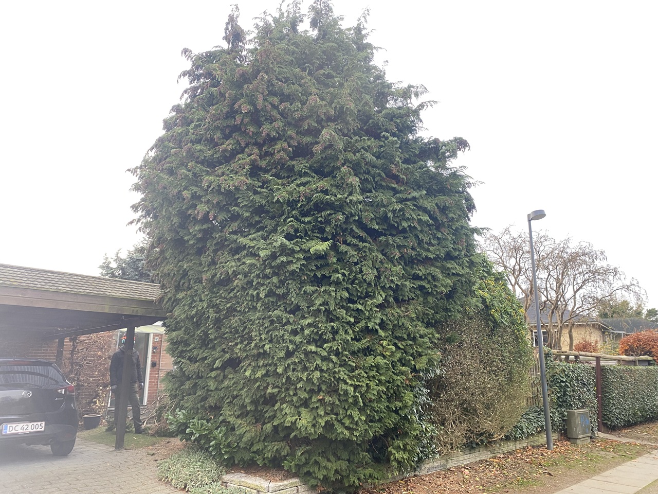 haveservice-Emdrup-kraftig-beskæring-af-stor-plante-ved-carport