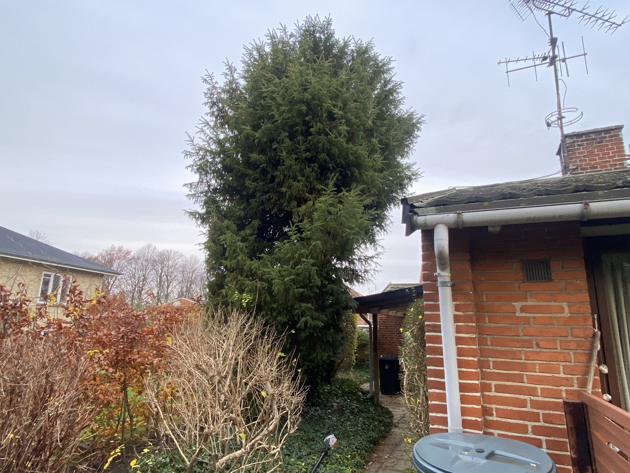 haveservice-Emdrup-tax-topkapning-giver-mere-lys