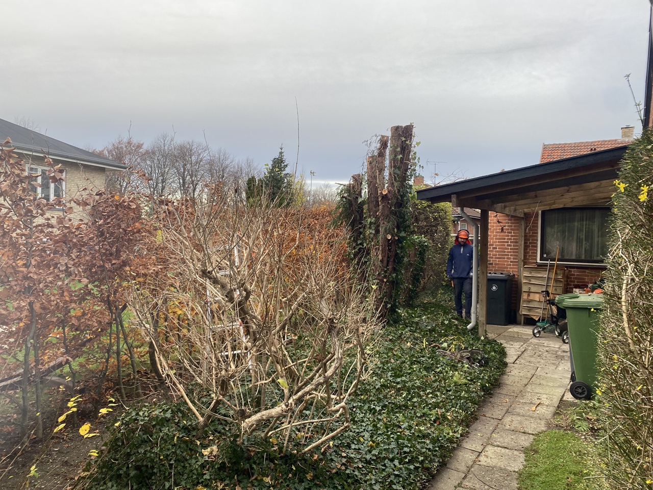 haveservice-Emdrup-tax-topkapning-lysgivende-arbejde