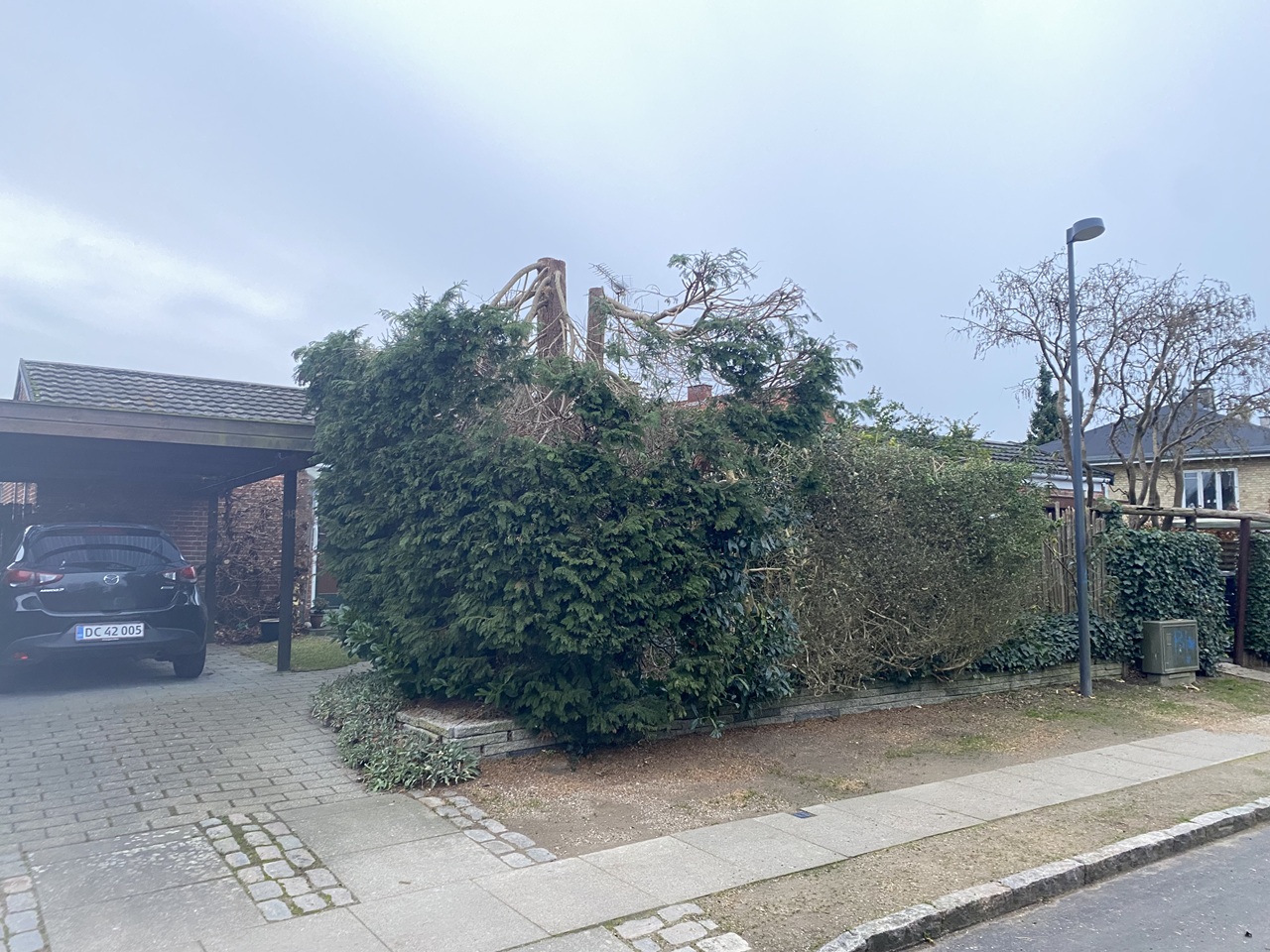 haveservice-Emdrup-topkapning-af-stor-forhave-plante