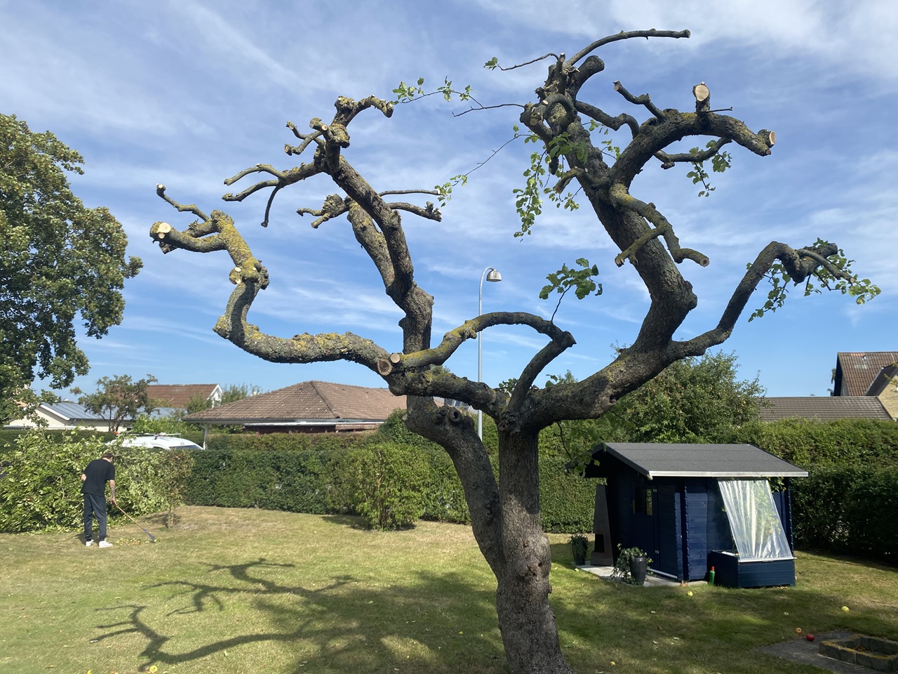 aebletrae-beskaering-hvidovre-efterbillede-2025-09-01 13.47.59 aebletrae-beskaering-hvidovre-efterbillede-