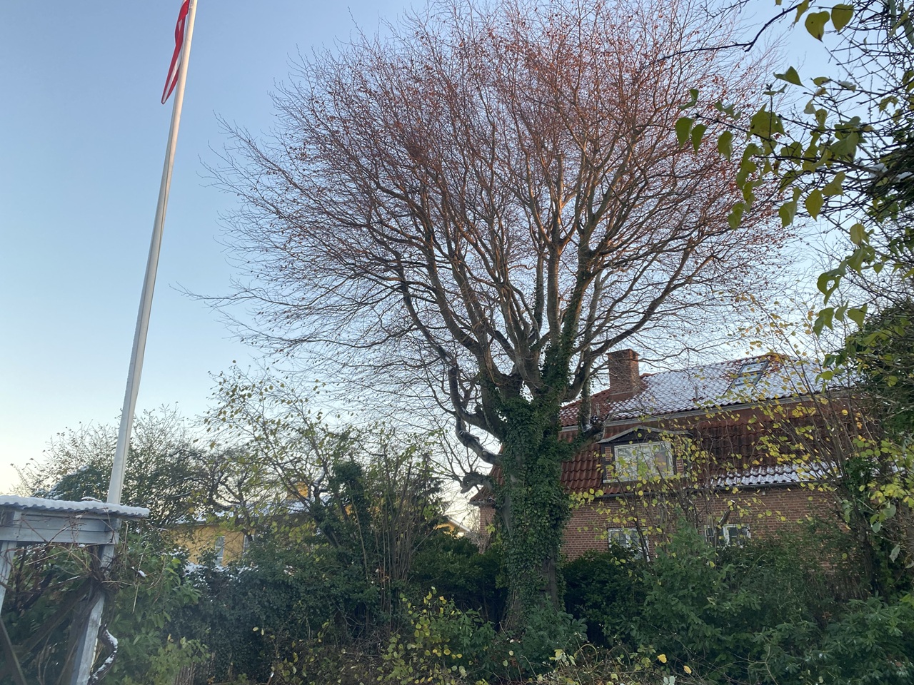 boeg-med-frilagt-stamme-efter-vandris-fjernelse