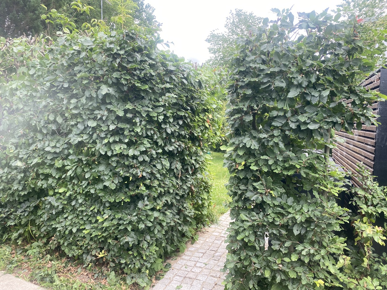 indgang-med-fri-passage-efter-haekklipning-i-holte-