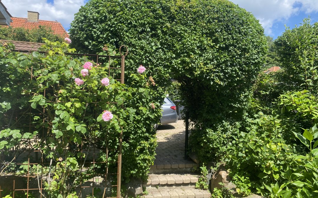 Hækklipning i Gentofte – Skønhed og præcision i en drømmehave