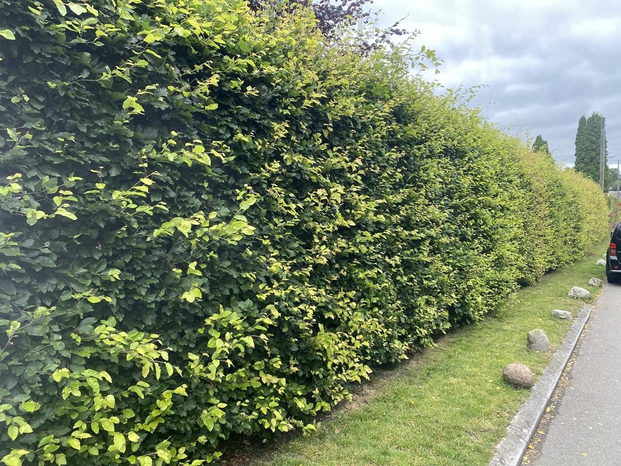 boegehaek-foer-klipning-i-dragoer-amager-velholdt-men-traenger-til-gennemklipning-