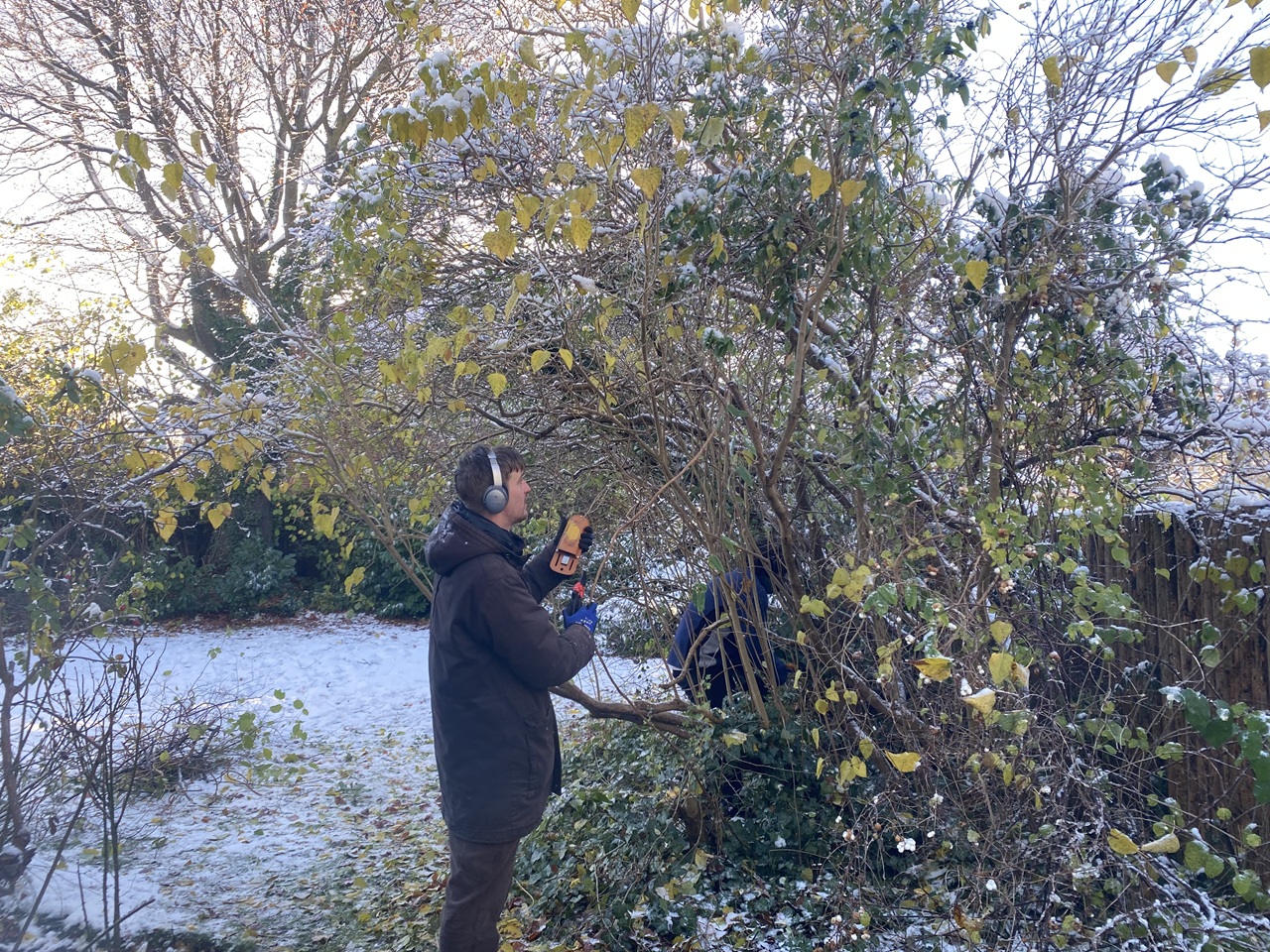 professionel-fjernelse-af-snerler-og-brombaer-hellerup