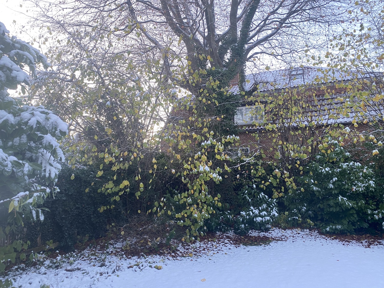 hellerup-haveservice-vinterklargoering-vandris-og-jordskud-fjernet