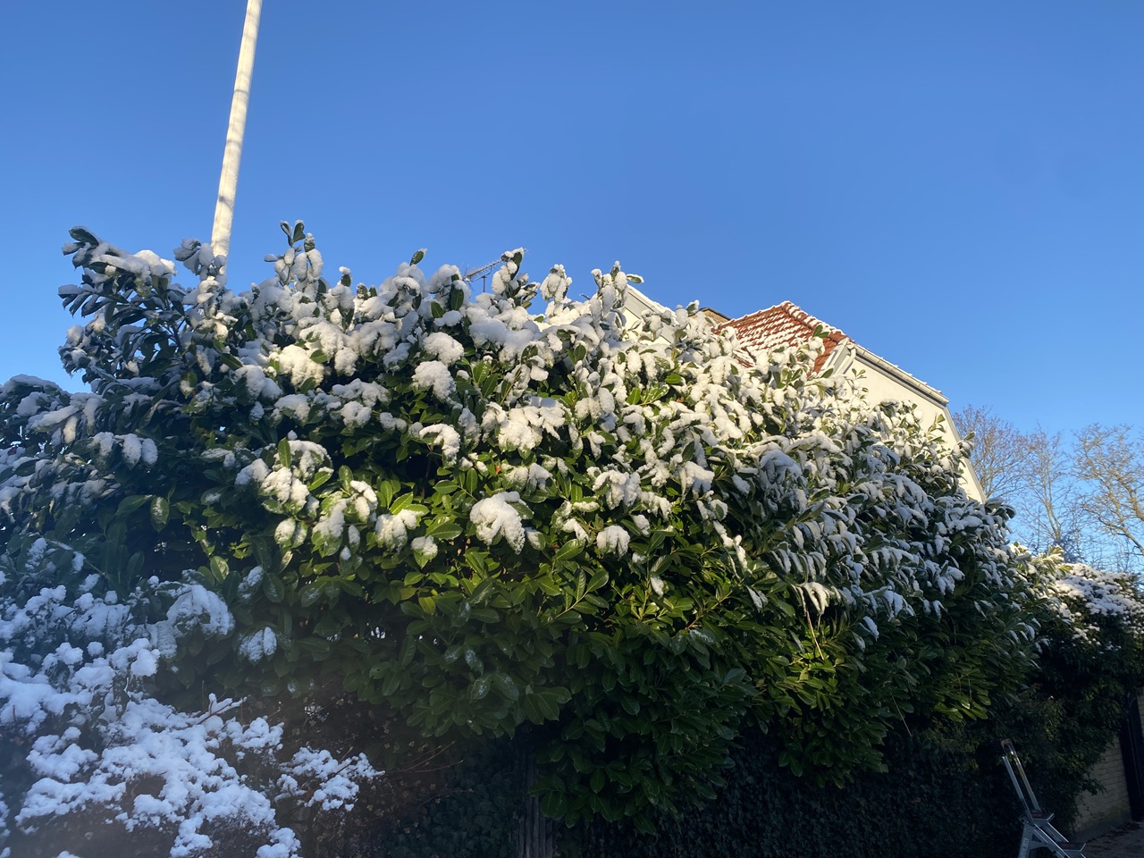 beskaering-opstammet-kirsebaerlaurbaer-hellerup-haveservice