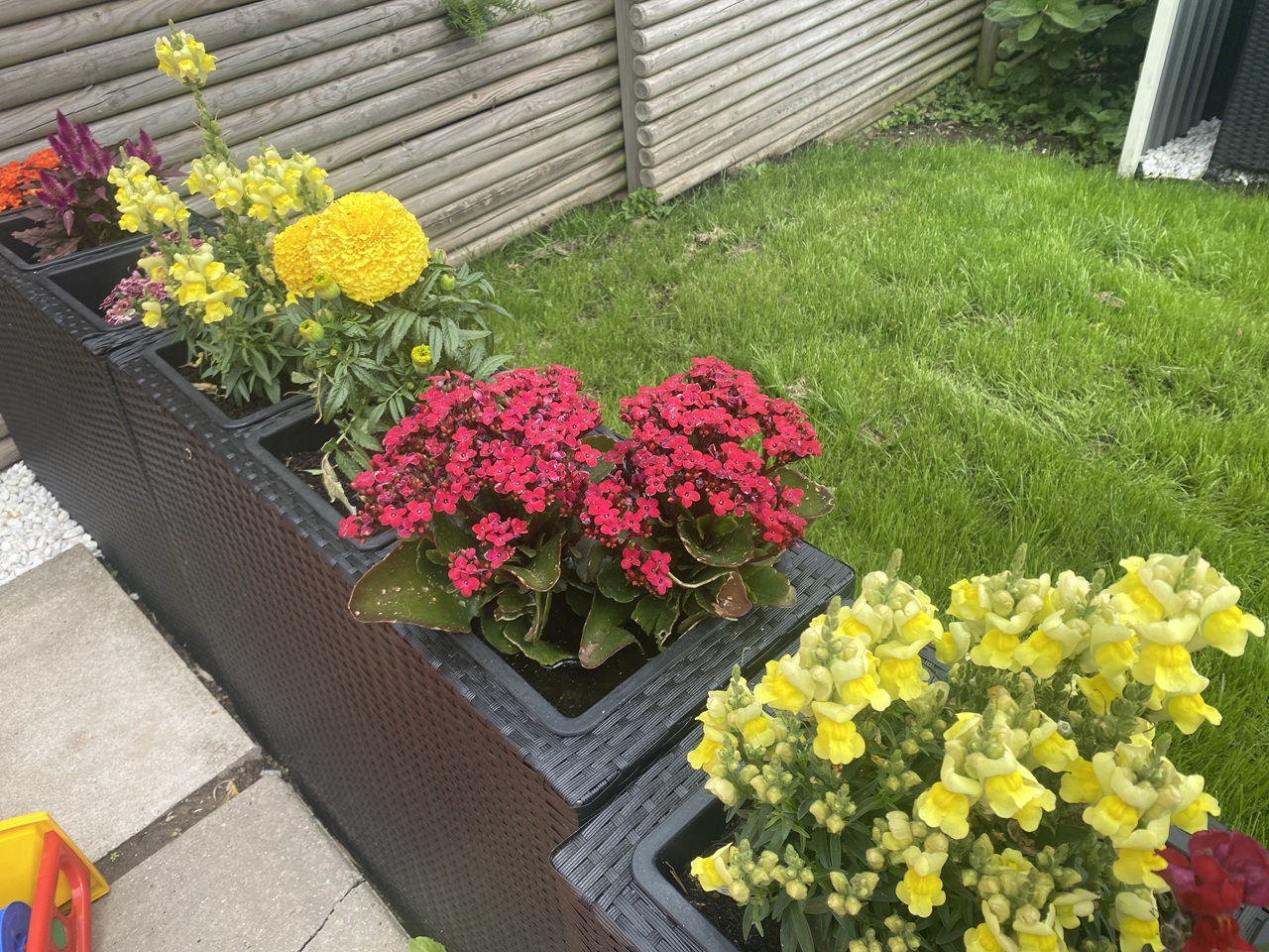 hoejbede-sommerblomster-broendby-2025-06-25 12.57.00 hoejbede-terrasse-sommerblomster-broendby