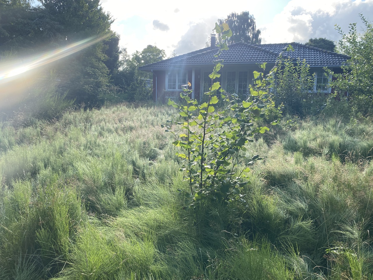 hornbaek-baghaven-foer-arbejde-selvskud-og-hoejt-graes-