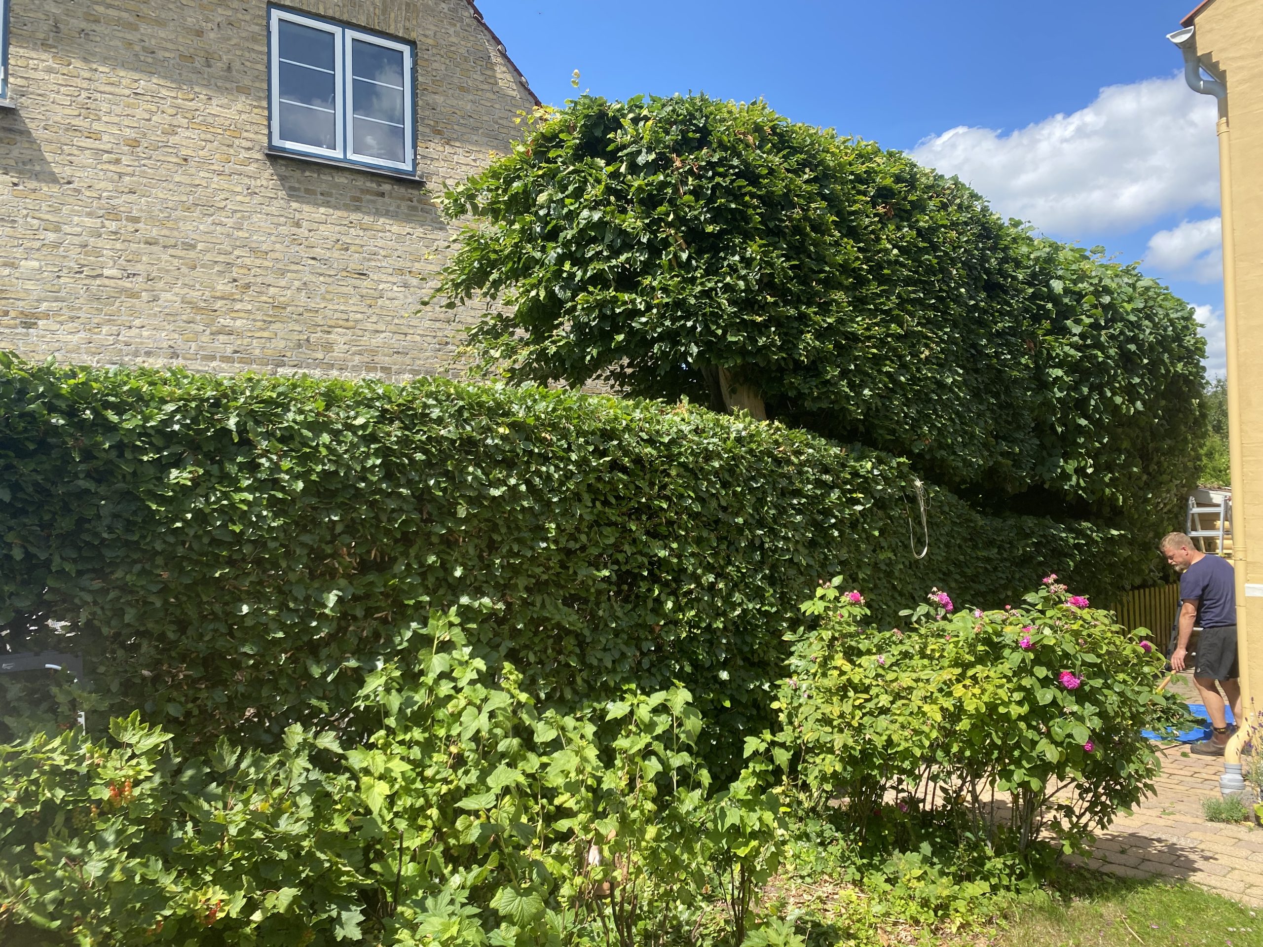 interessant-snoet-haek-svaevende-haek-gentofte-havekunst