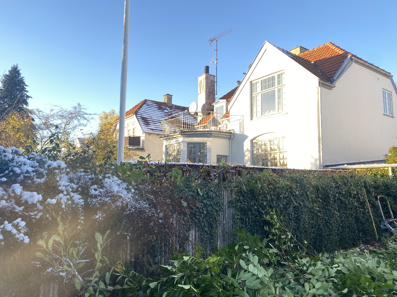 nedskaret-kirsebaerlaurbaer-giver-lys-i-haven-hellerup