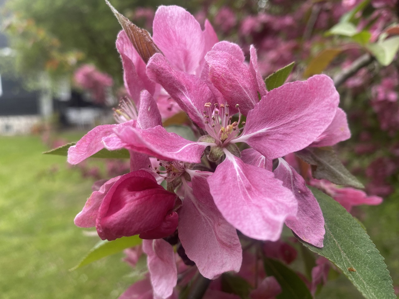 paradisæbletræ-malus-royalty-liset-sommerhus-have-tisvildeleje-