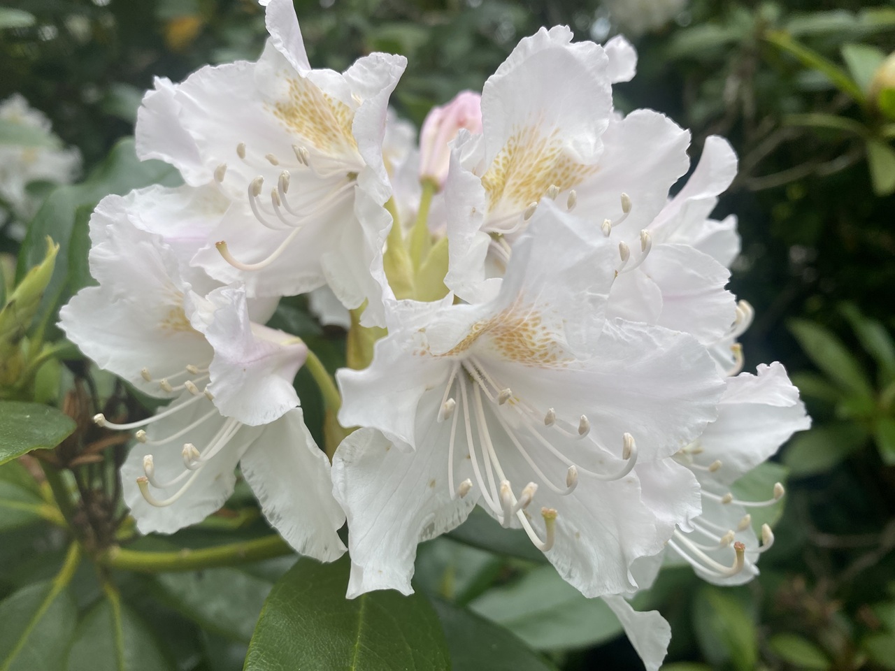 rhododendron-blomstrer-sommerhus-have-tisvildeleje-