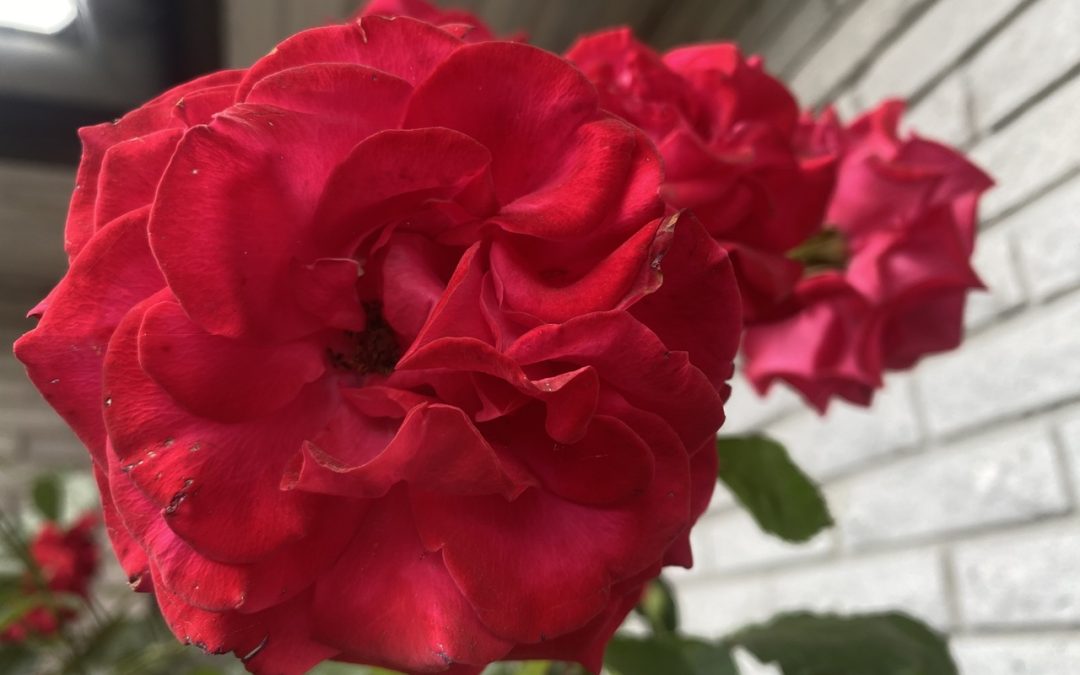 Haveservice i Ballerup – Ny start på drømmehaven for ung børnefamilie