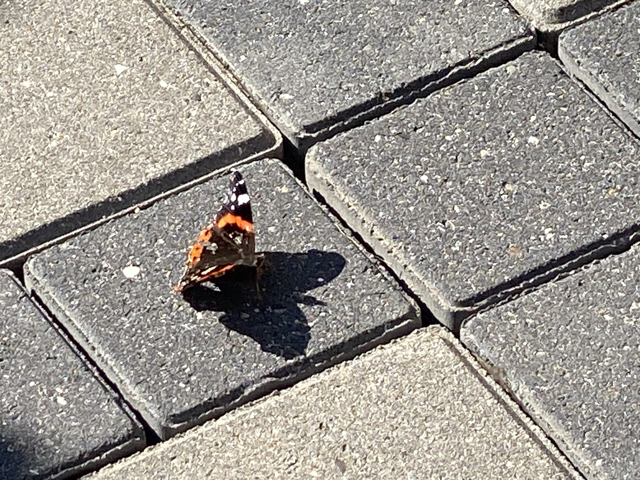 sommerfugl-nivaa-nyrensede-fliser