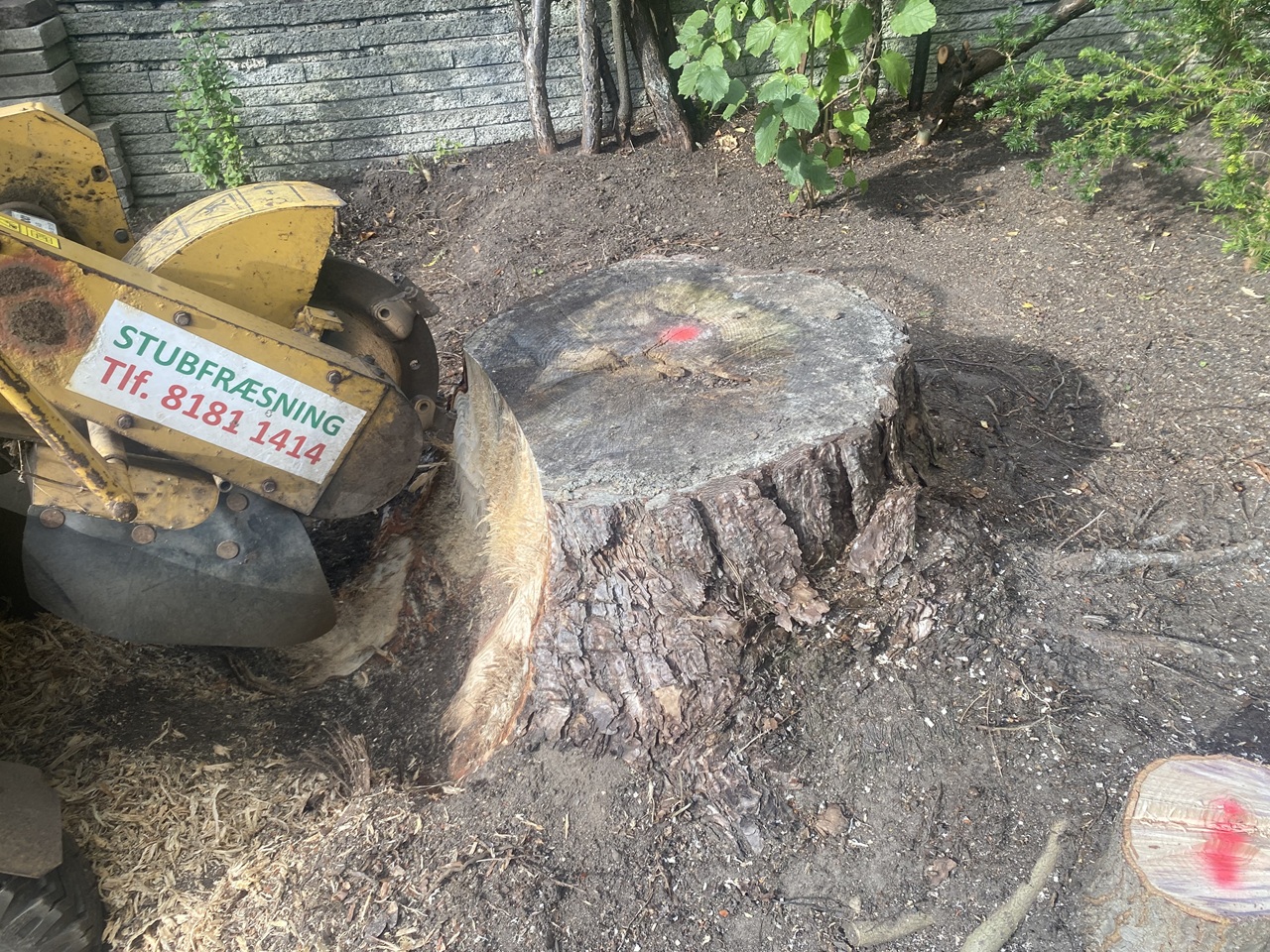 stor-træstub-bagsværd-stubfræsning-2025-09-26 11.27.11 stubfræsning-bagsværd-stor-træstub