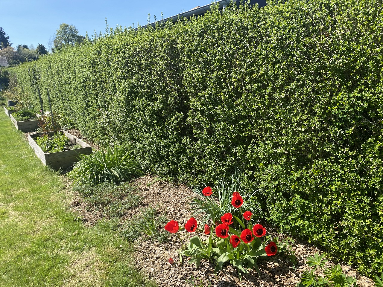 haekbeskaering-i-horsens-beskaering-af-haek-i-horsens-ligusterhaek-i-horsens-2025-04-26-12.30.04