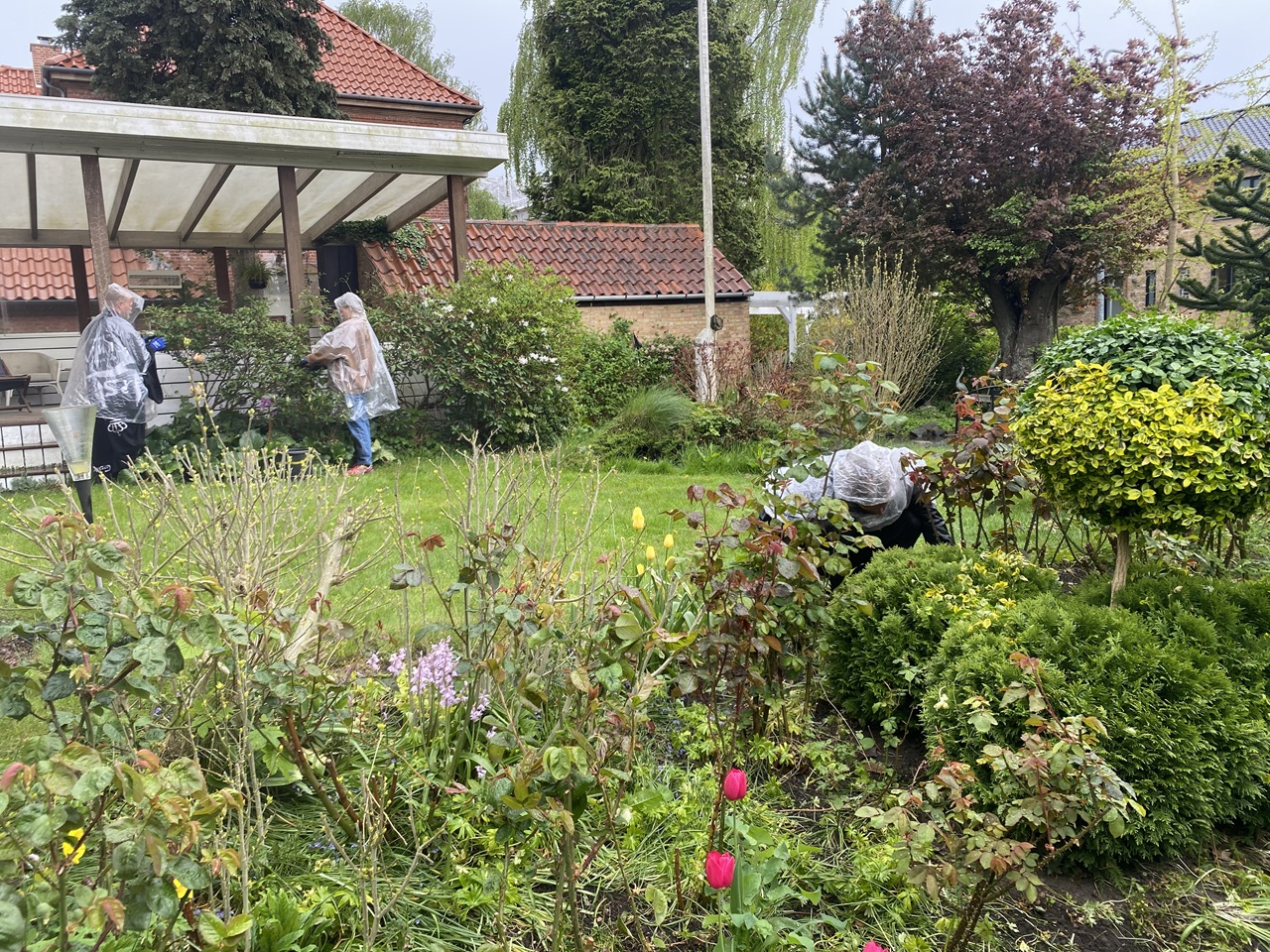 Gartner team på Frederiksberg gartner-frederiksberg-dansk-haveservice-gartner-team-arbejder-i-privathave-paa-frederiksberg-2025-05-02-11-45-58