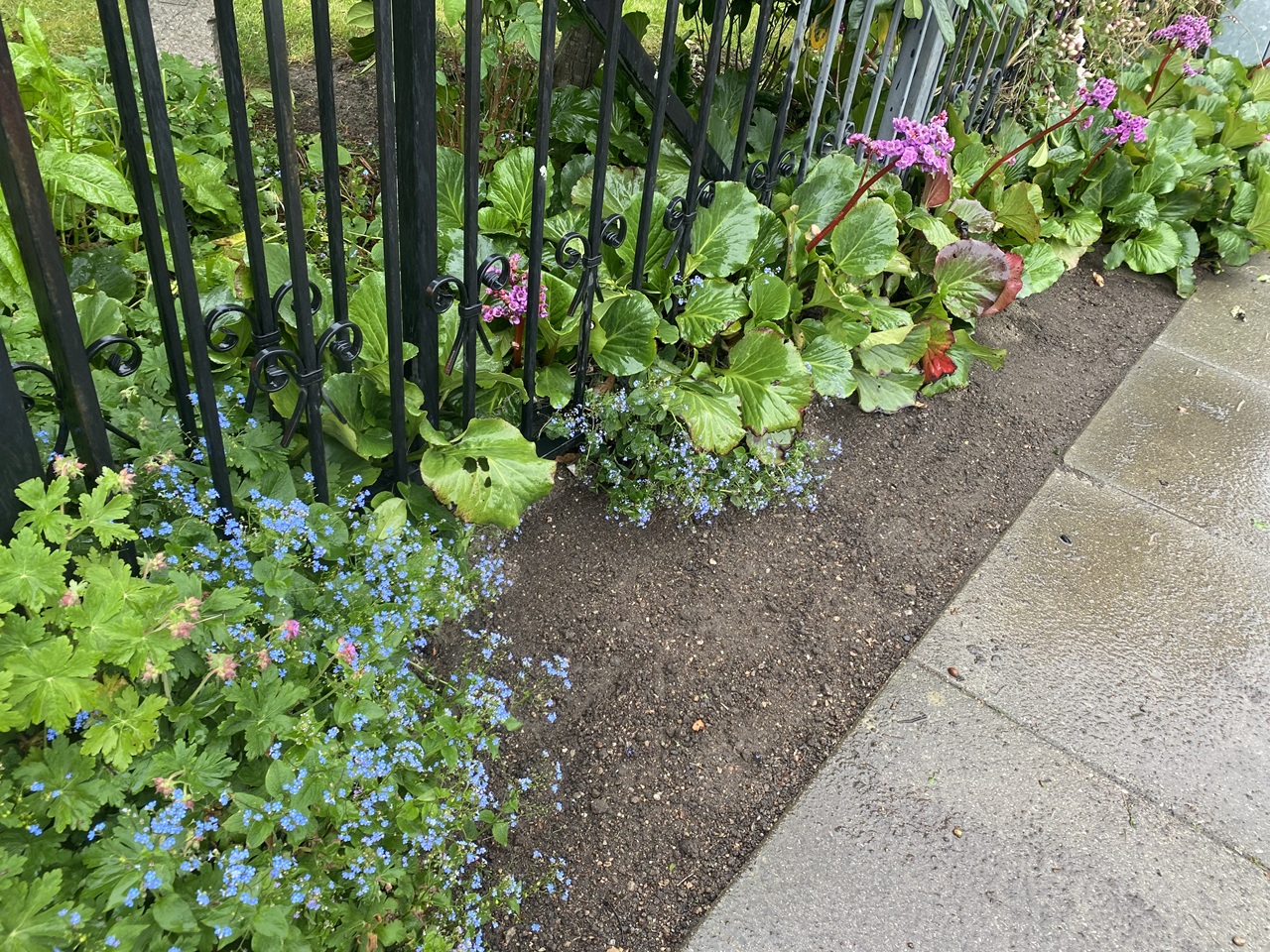 Skarpe kanter i havebedet gartner-frederiksberg-gartner-service-frederiksberg-oprydning-og-kantstikning-af-havebed-2025-05-02-11-43-25