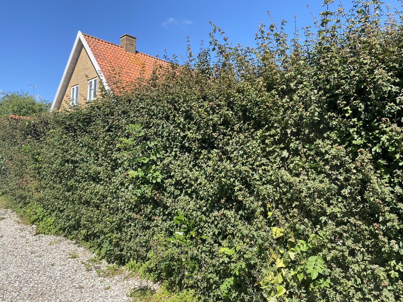 Klipning Af H k I Helsinge Professionel H kklipning I Nordsj lland