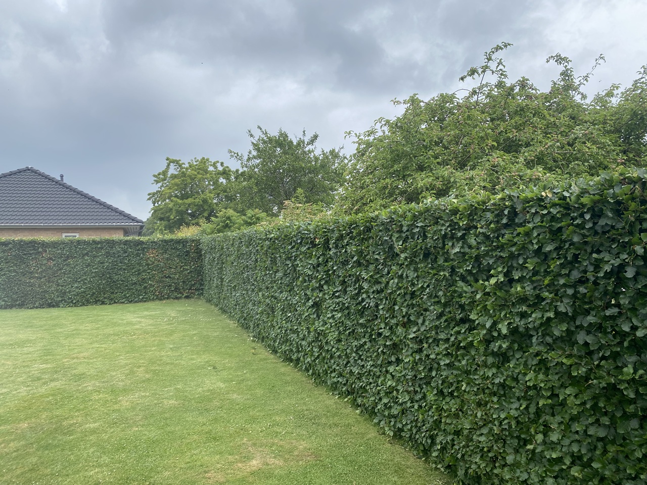 klipning-af-haek-broendby-haekhjoerne-efter-klipning--1 2025-06-23 11.50.12