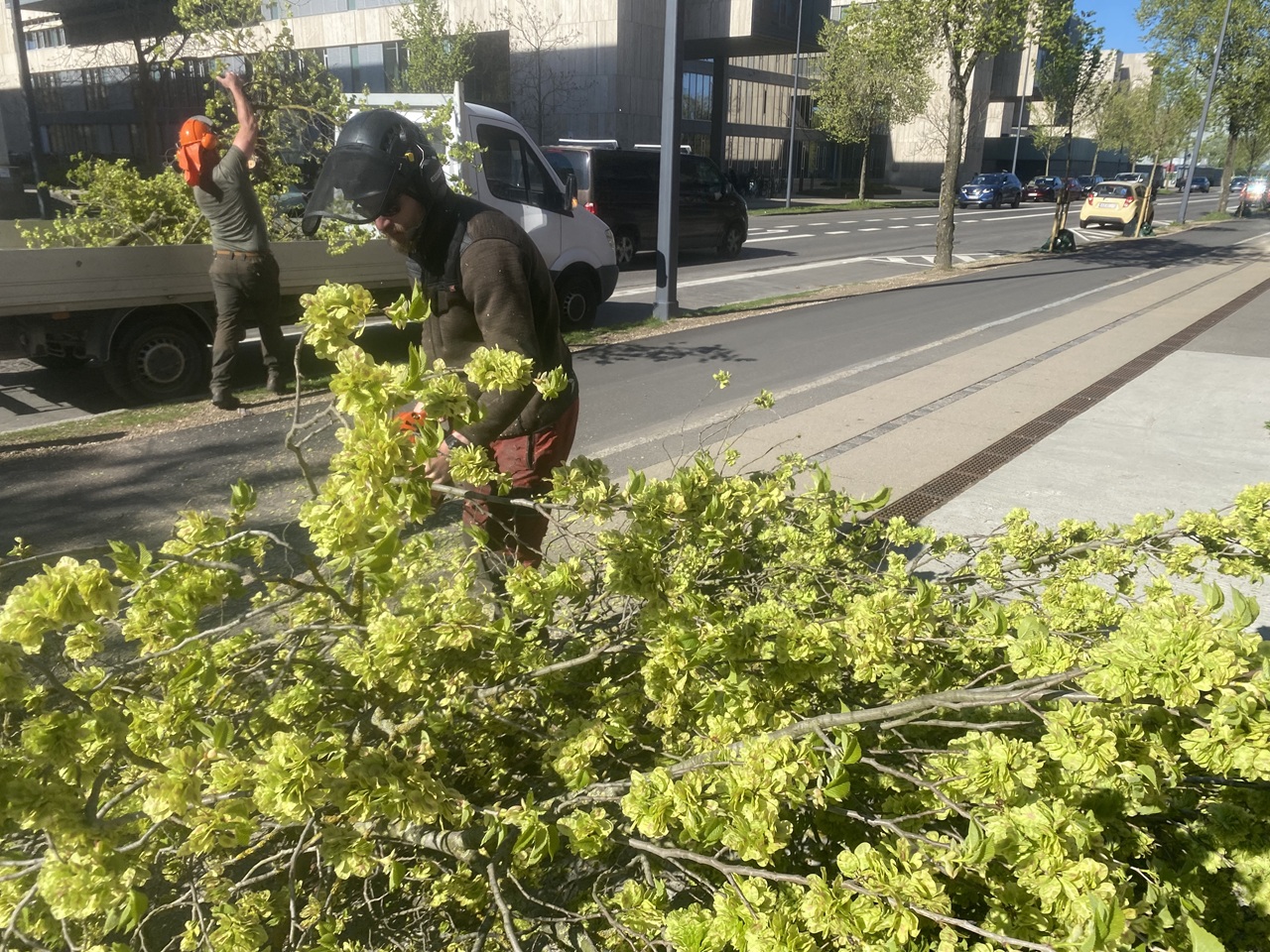 oprydning-efter-traefaeldning-i-njalsgade-paa-islands-brygge-saa-trafikken-kan-komme-videre--1-2025-05-05-09.24.41