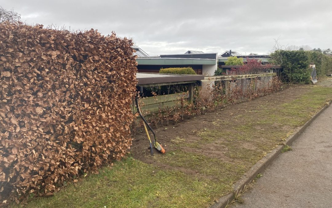 Plantning af hæk i Nordsjælland – udskiftning til smuk bøgehæk i første kvalitet