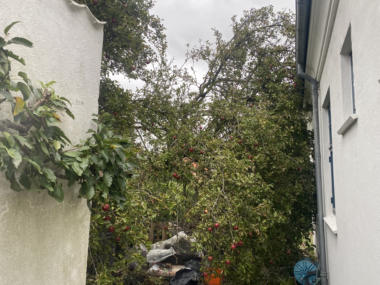 Stormskadeservice Fredericia – Væltet æbletræ stormskadeservice-fjernelse-af-vaeltede-traeer-i-fredericia-1-2023-10-20-09-53-48