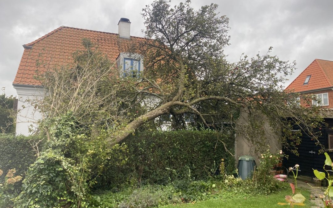 Stormskadeservice: Fjernelse af væltede træer i Fredericia