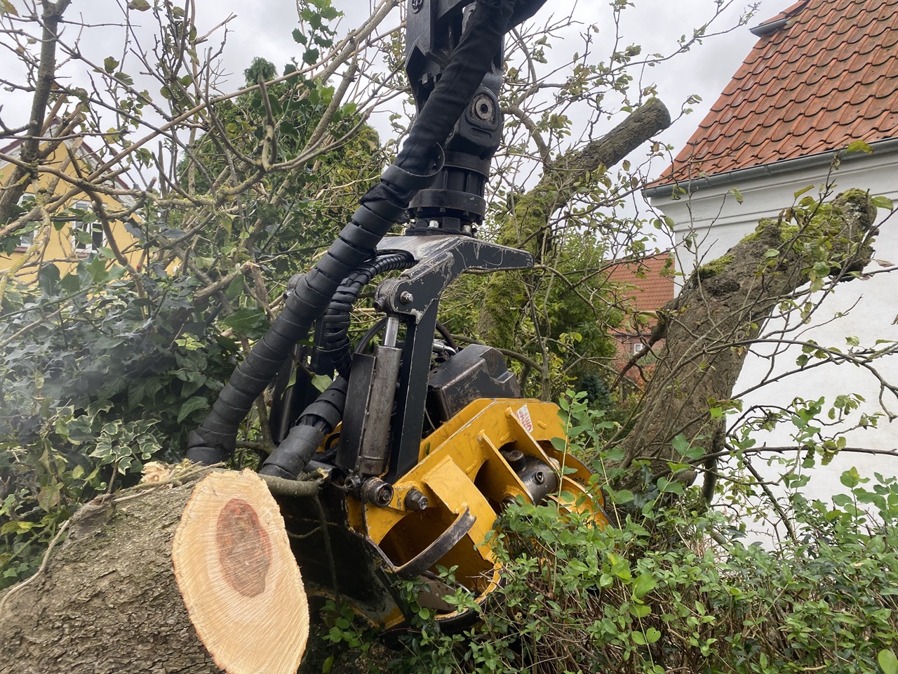 Fældegrab har fat i stammen stormskadeservice-fjernelse-af-vaeltede-traeer-i-fredericia-1-2023-10-20-12-20-04