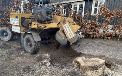 Stubfræsning i Rågeleje – store træstubbe fjernet i sommerhushave