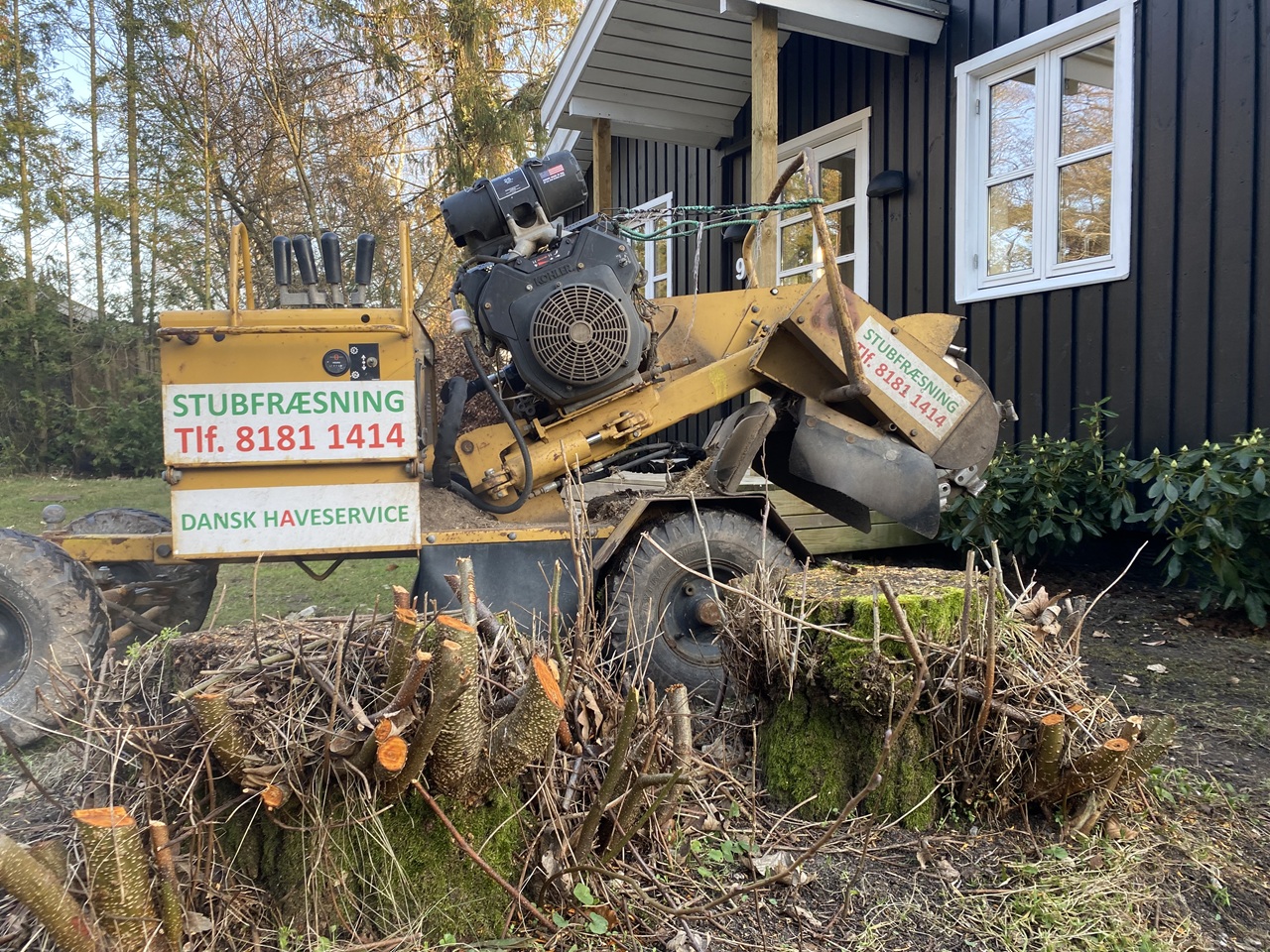 stubfraesning-raageleje-store-traestubbe-i-forhaven-der-fylder-i-sommerhushaven-foer-stubfraesning--1-2024-03-04-16.38.52