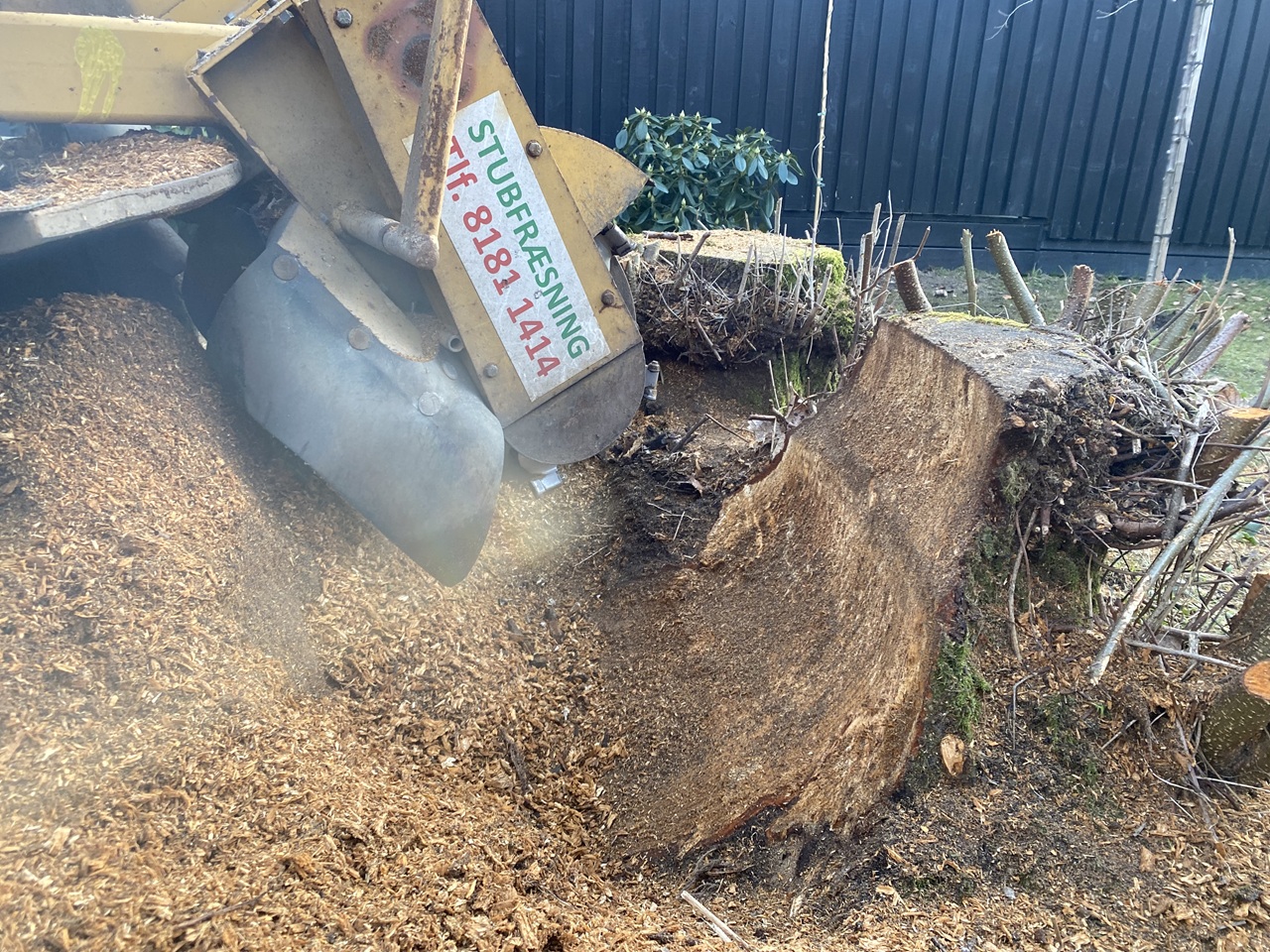 stubfraesning-raageleje-professionel-stubfraeser-arbejder-sig-gennem-stor-traestub-foran-sommerhus--1-2024-03-04-16.45.14