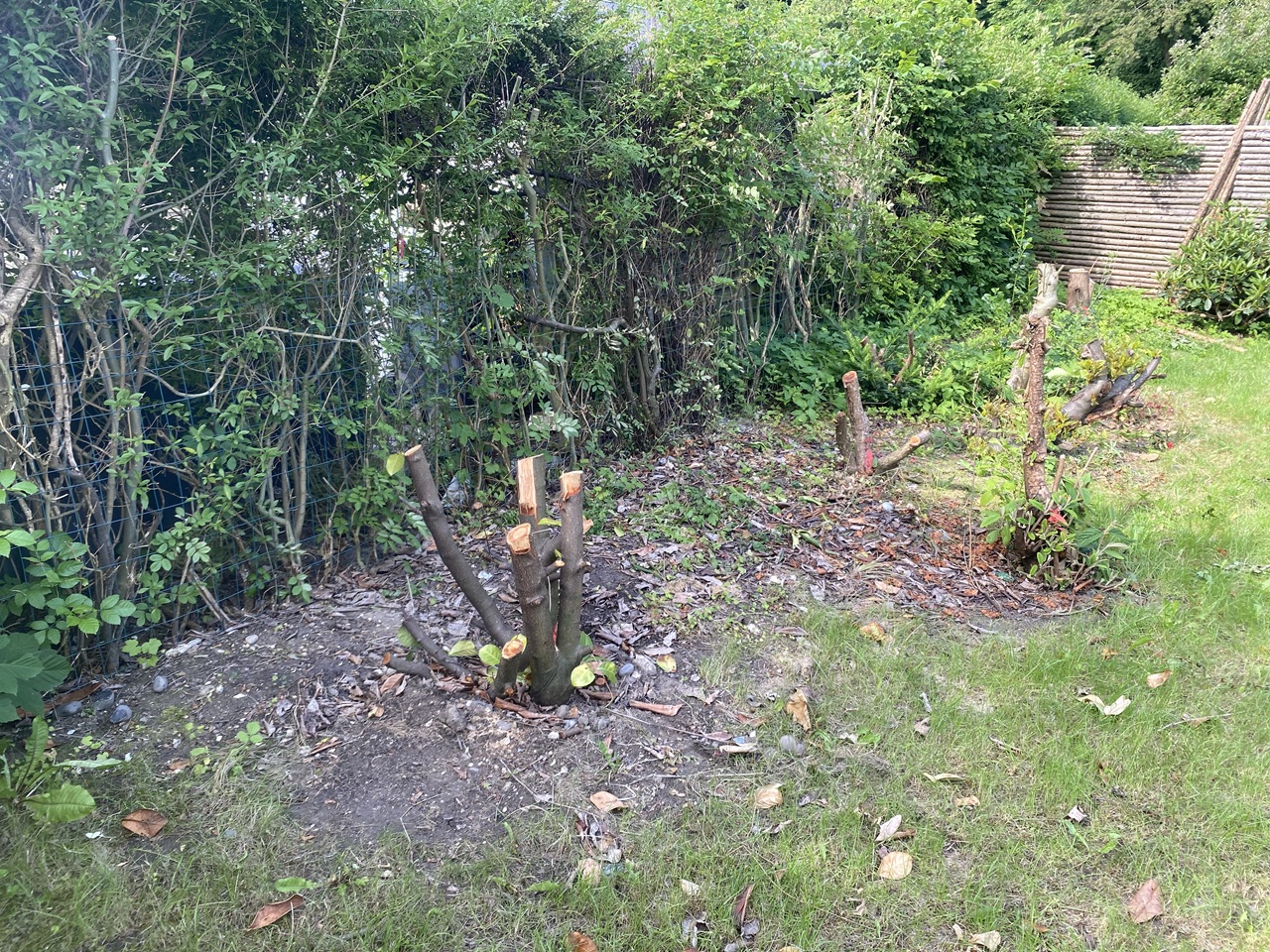 stubfraesning-roedovre-have-fyldt-med-traestubbe-2025-06-17-09-42-09