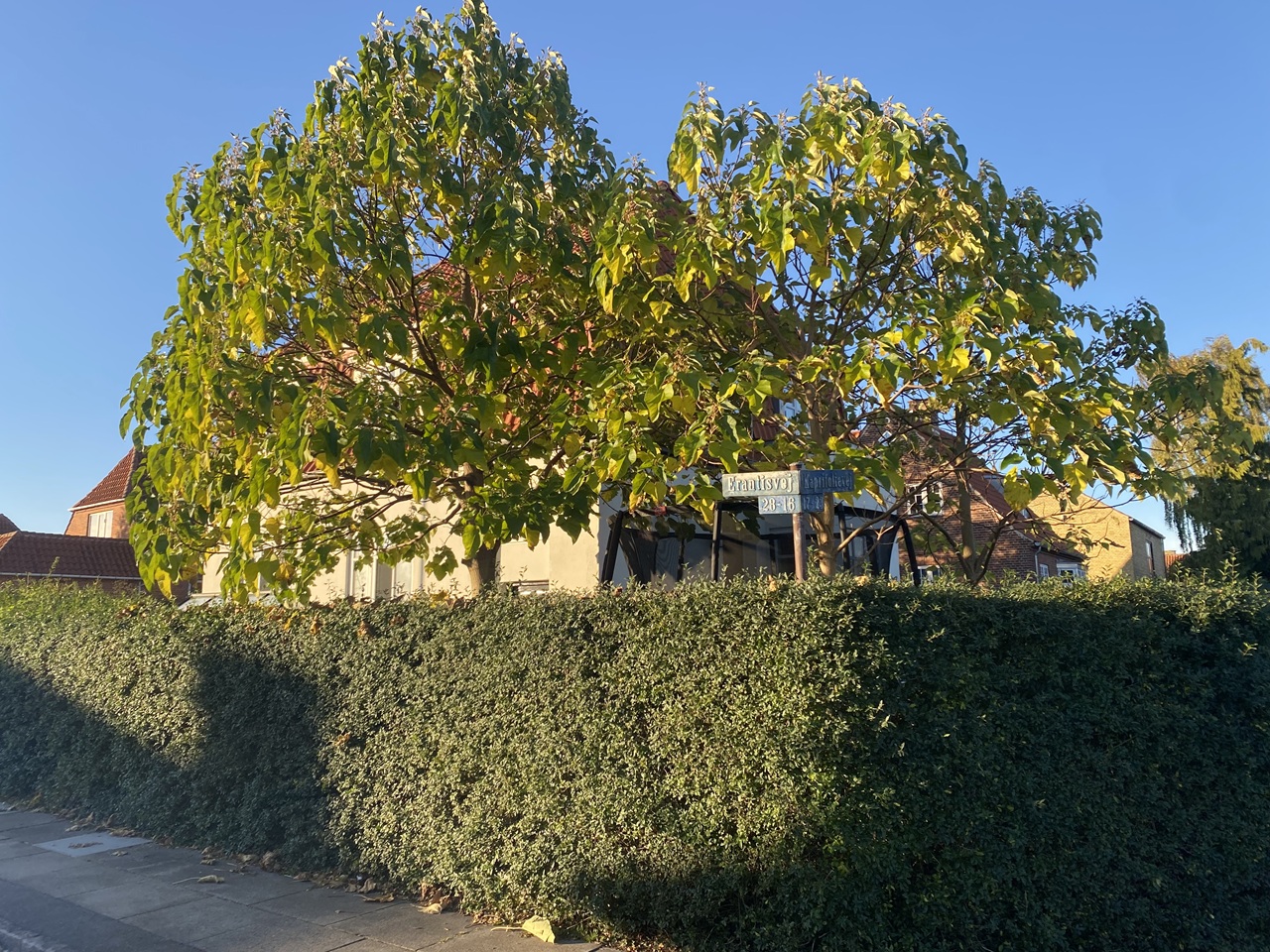 traefaeldning-sundbyvester-i-koebenhavn-s-paa-amager-havetraeer-der-er-blevet-for-store-til-hus-og-have--2025-10-20-09.08.34