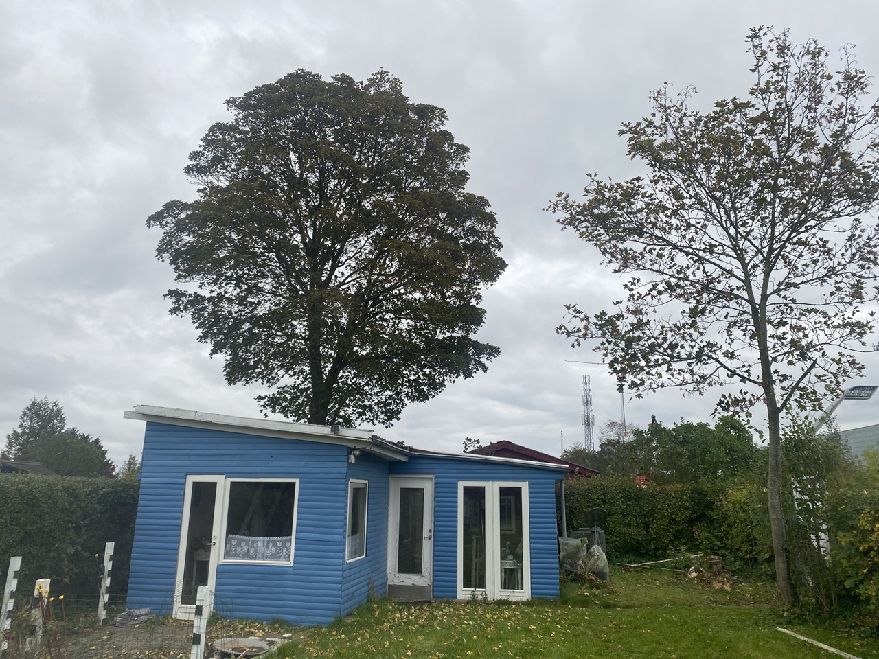 træfældning-i-kolonihave-stort-bøgetræ-helt-op-ad-hus-1-2023-10-19-10.44.07