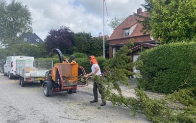 Træfældning og flishugning i Charlottenlund – sådan foregår en sikker fældning fra start til slut
