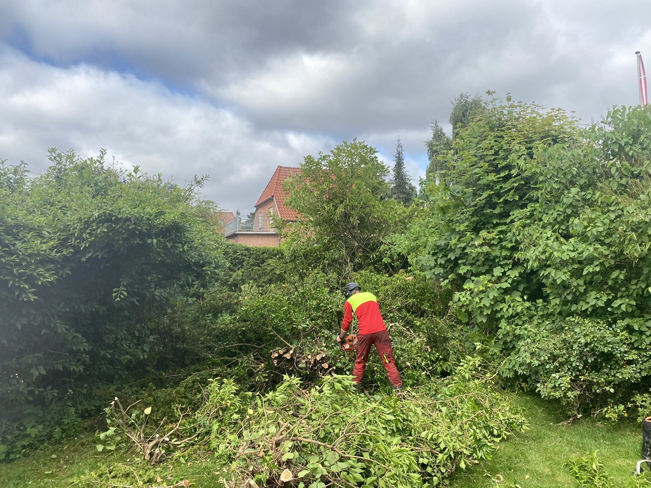 træfældning-og-flishugning-i-charlottenlund-skovhugger-skaerer-sidste-ne2025-06-11 09.46.48