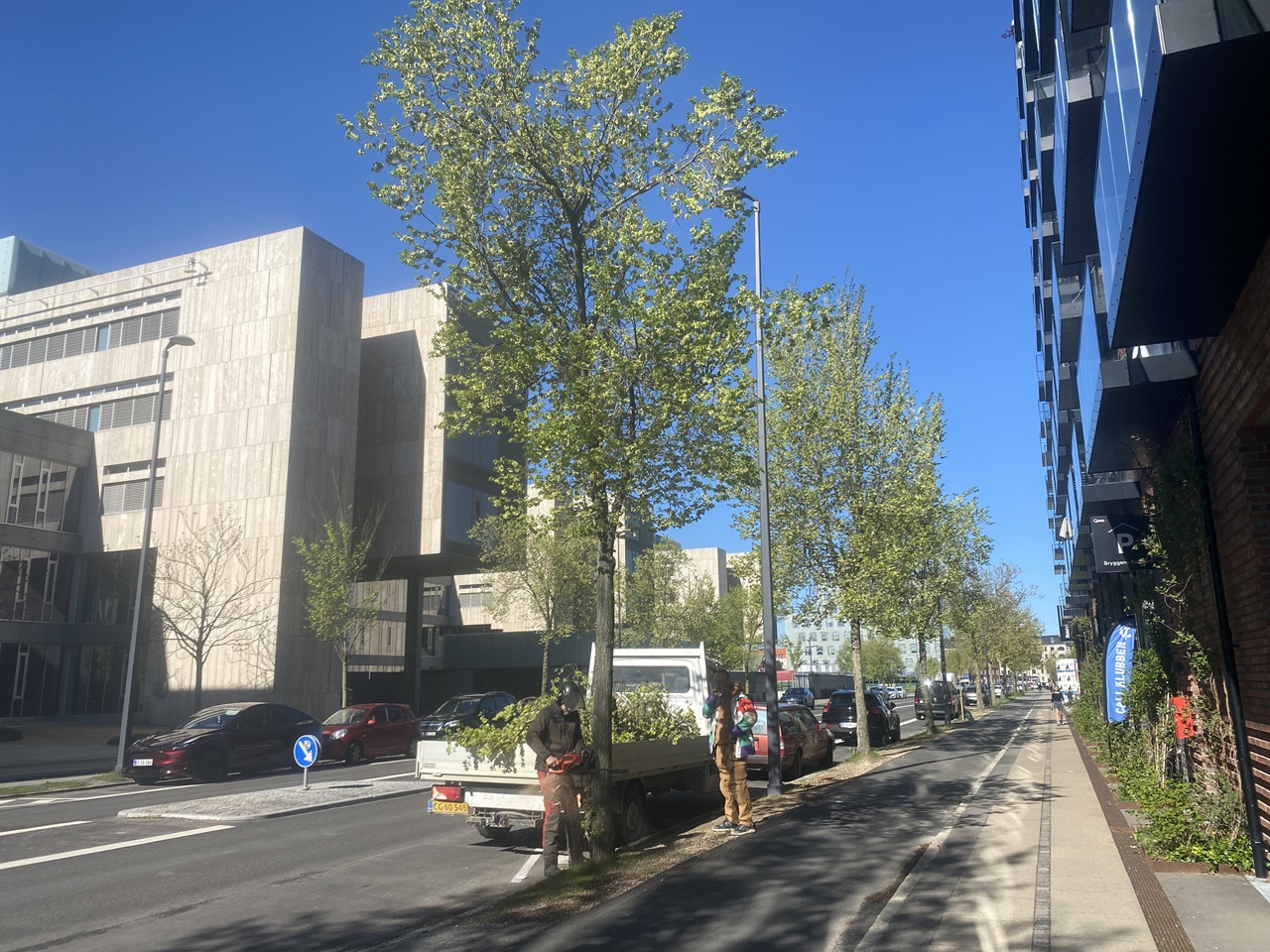 smukke-vejtraeer-i-njalsgade-paa-islands-brygge-hvor-kun-fa-traeer-faeldes-for-brandveje--1-2025-05-05-09.29.02