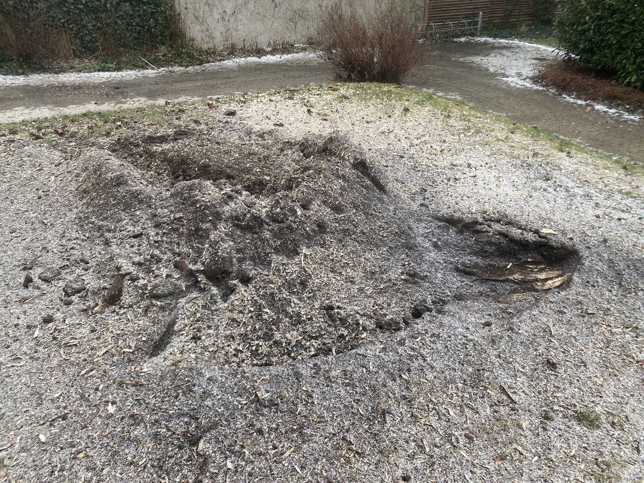 traefaeldning-frederiksberg-færdig-stubfræsning-1-2026-01-22-11-13-45