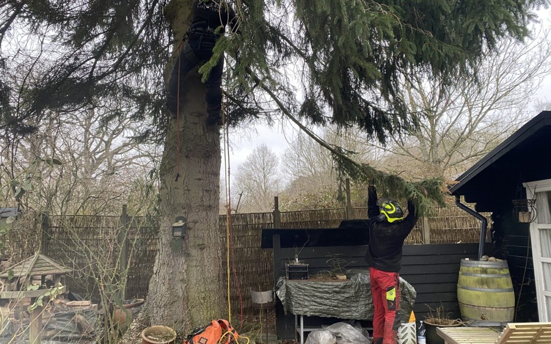 Beskæring af træer i Sorø – Sikker kroneløftning ved hus og have